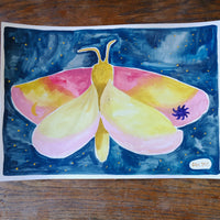 Originalillustration Crap Nap Paintings - Rosy Maple Moth